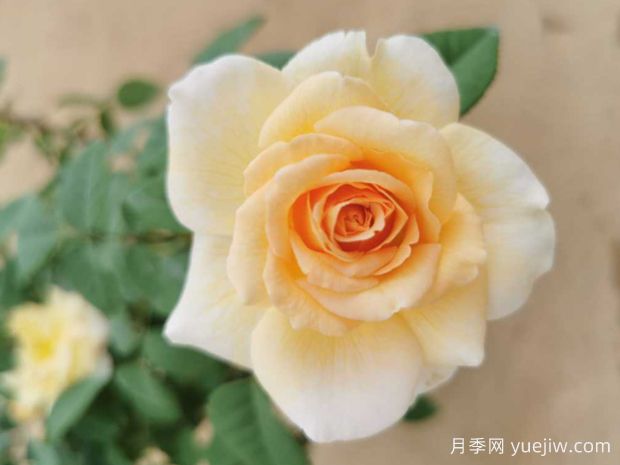 闪亮精灵月季/美丽肌肤(图2)