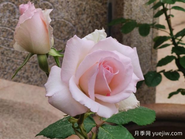 香水女人月季(图2)