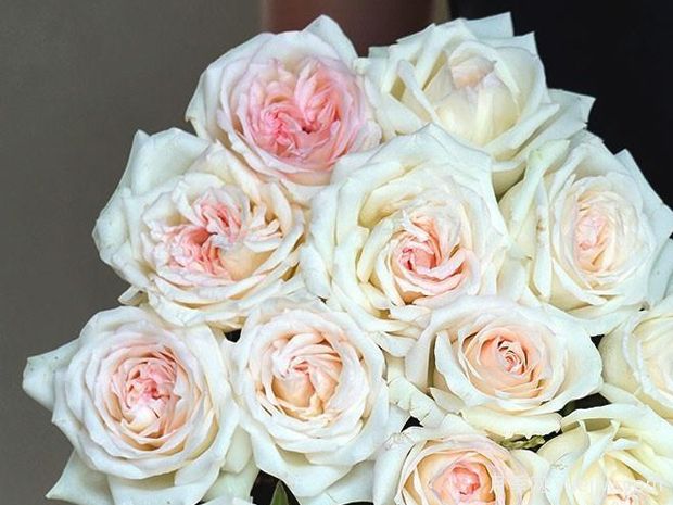 香水女人月季(图1)