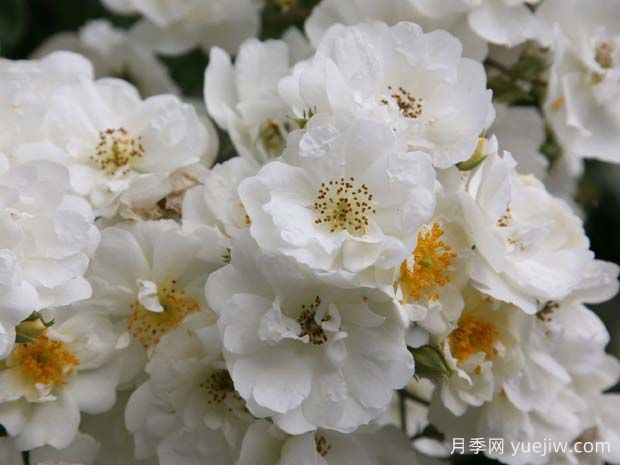 推荐6个白色月季，浪漫而又梦幻(图3)