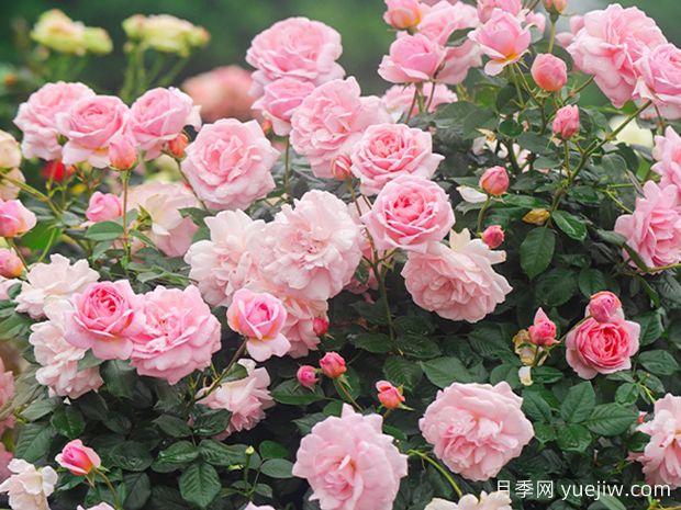 幸福的孩子月季(图1)