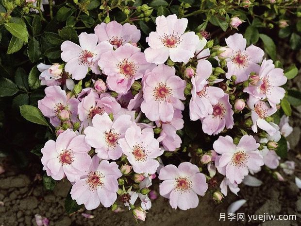 甜雾月季(图2) 甜雾月季(图2)