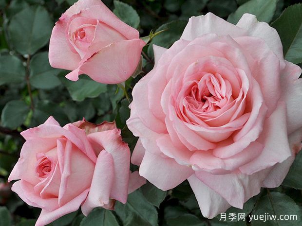 萨凡纳月季(图1)