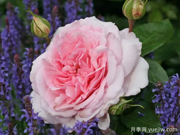 亚历山德拉卢森堡公主月季(图1)