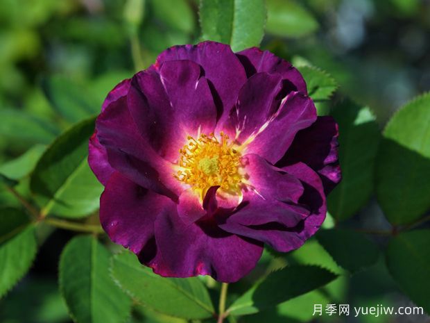 卢森堡公主西比拉月季(图1) 卢森堡公主西比拉月季(图1)