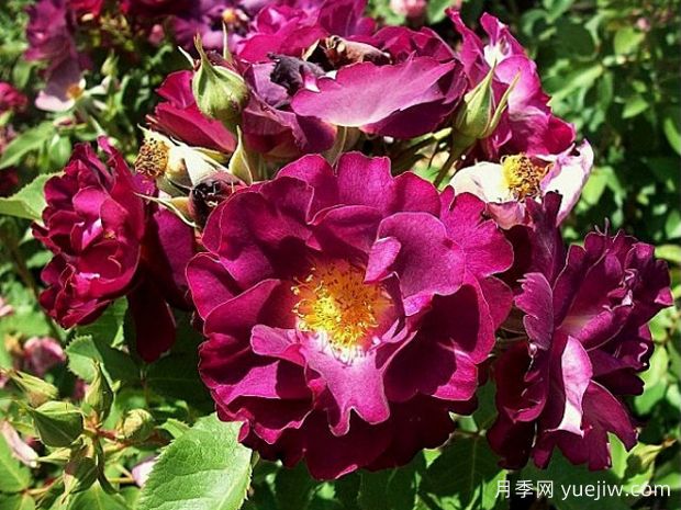 卢森堡公主西比拉月季(图2) 卢森堡公主西比拉月季(图2)