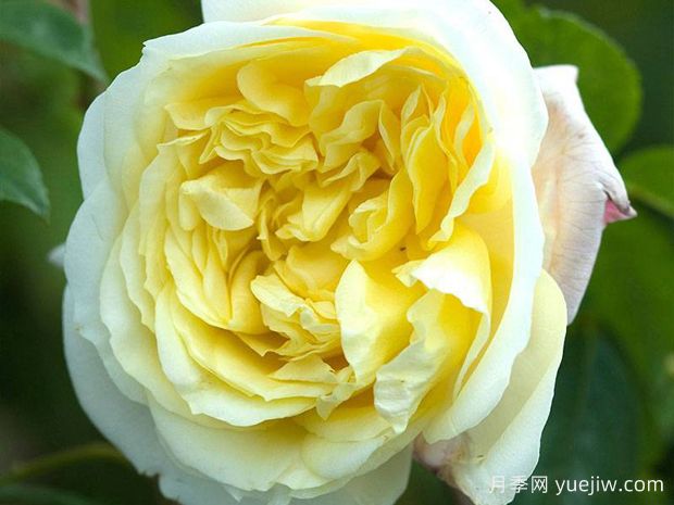 赛铃弗莱斯蒂月季(图1)