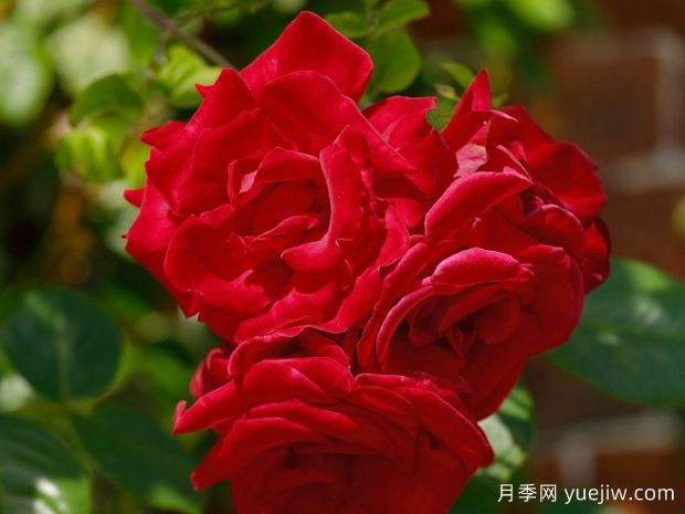 桑塔纳月季(图1)