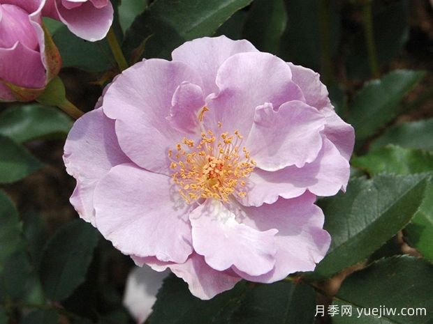 纸月亮月季(图1)