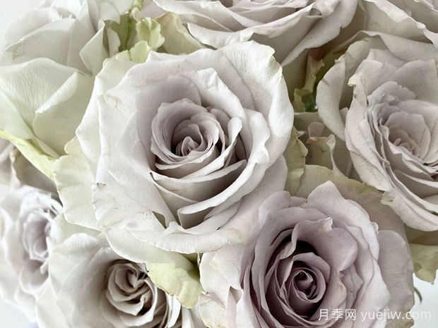 乌龙伯爵茶月季(图1) 乌龙伯爵茶月季(图1)