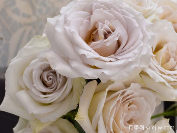 乌龙伯爵茶月季(图2) 乌龙伯爵茶月季(图2)