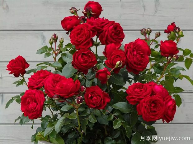 淘气精灵月季/狄尔的恶作剧(图2)