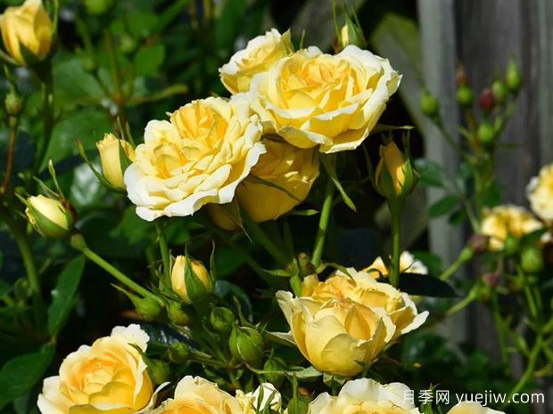 甜蜜回忆月季(图2) 甜蜜回忆月季(图2)