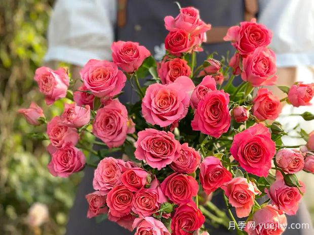 茜茜公主月季(图1)