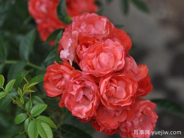 珠玉月季(图1) 珠玉月季(图1)