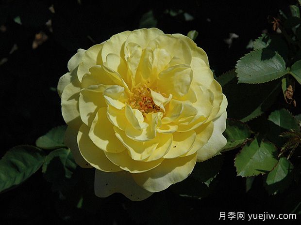 阳光漫步月季(图1) 阳光漫步月季(图1)