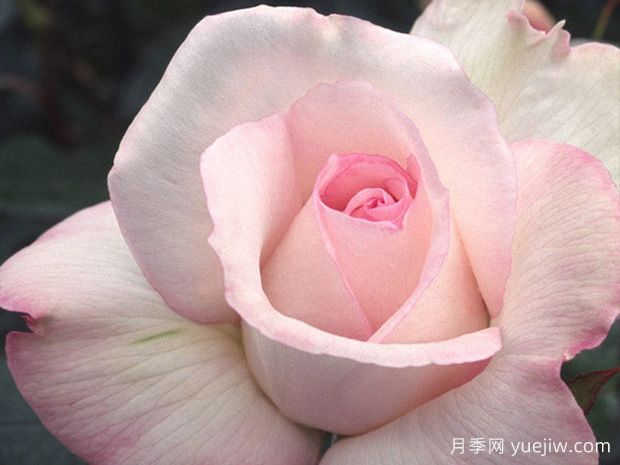 又香又美，全球最香月季10大排行榜(图9)