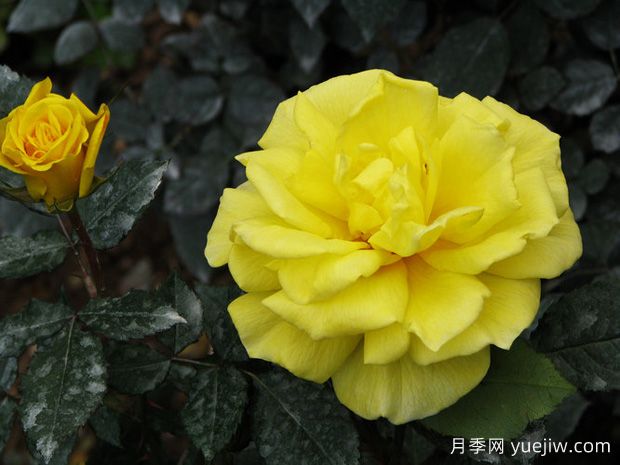 太阳仙子月季(图2) 太阳仙子月季(图2)