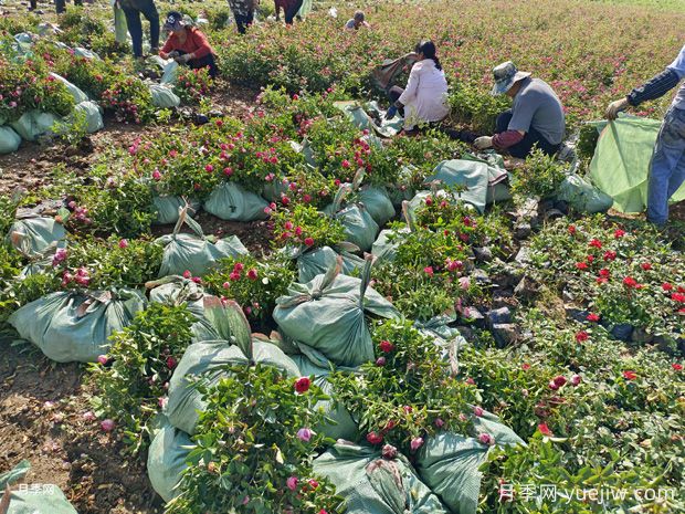 精品盆栽月季美化山东地产小区景观(图2)