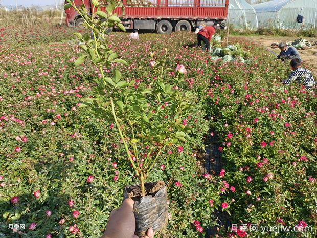 精品红宝石冰盆栽月季杯苗价格(图2) 精品红宝石冰盆栽月季杯苗价格(图2)