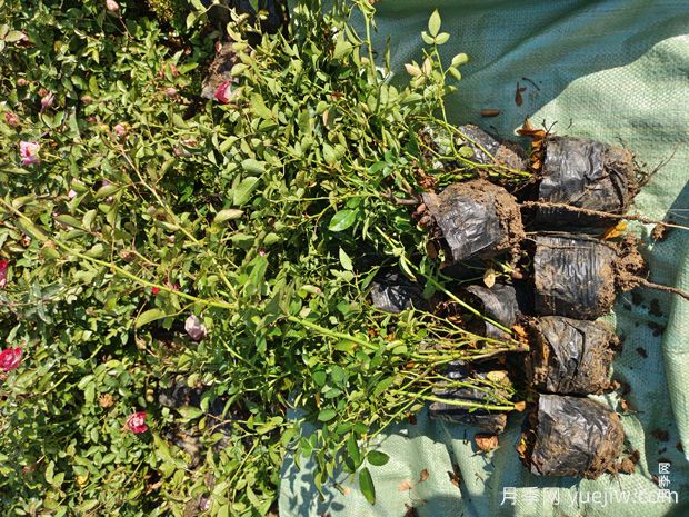 精品红宝石冰盆栽月季杯苗价格(图3) 精品红宝石冰盆栽月季杯苗价格(图3)