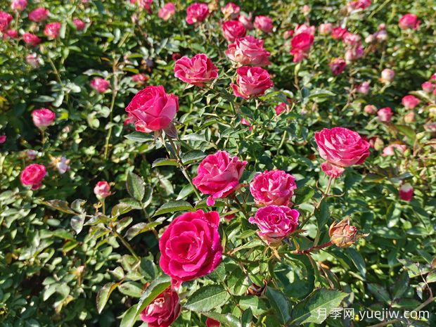 精品红宝石冰盆栽月季杯苗价格(图1) 精品红宝石冰盆栽月季杯苗价格(图1)