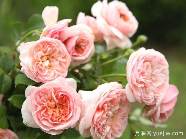 适合夏季养的藤本月季,推荐10个月季品种,开花不断(图8) 适合夏季养的藤本月季,推荐10个月季品种,开花不断(图8)