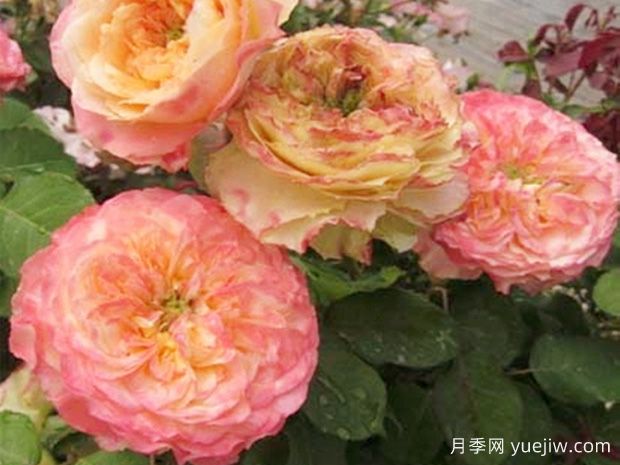 欧迪乐月季(图1)