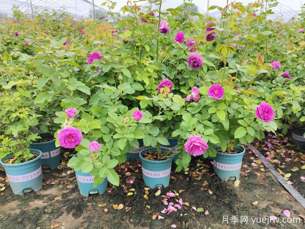 100多个品种加仑盆月季基地批发(图2)