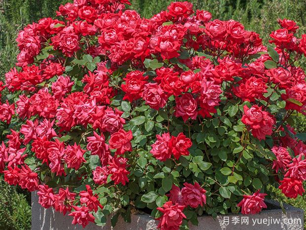 全美可持续月季品种测试(ARTS)是什么?(图2) 全美可持续月季品种测试(ARTS)是什么?(图2)