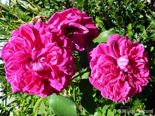 费尔柴尔德先生月季/菲尔先生(图3) 费尔柴尔德先生月季/菲尔先生(图3)