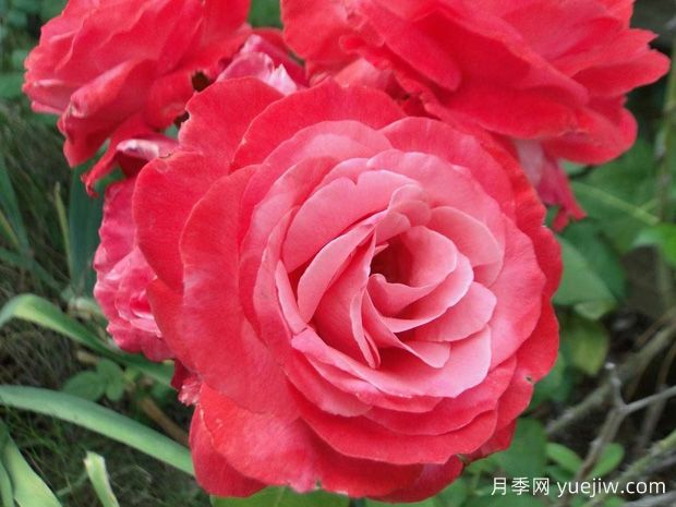 里程碑月季(图1) 里程碑月季(图1)
