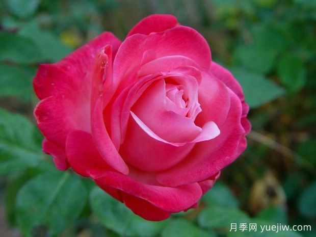 里程碑月季(图2) 里程碑月季(图2)