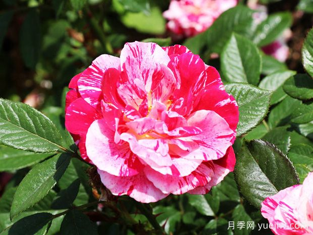 5款少刺的月季，美丽悦目还打理方便(图2)