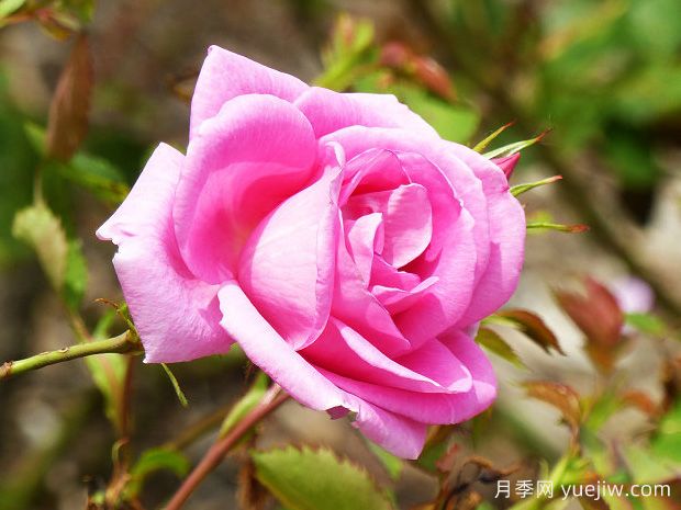 无忧美人月季/假日美景(图2)