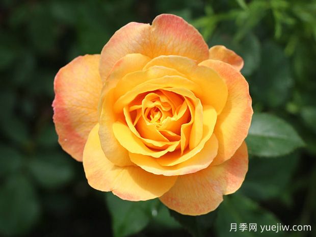 一击致富月季/一夜暴富月季(图2)