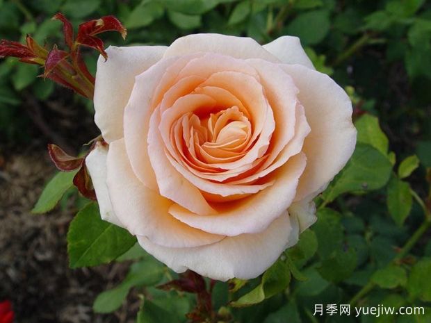 杏黄天月季/杏花蜜月季(图1) 杏黄天月季/杏花蜜月季(图1)