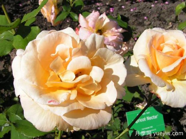 杏黄天月季/杏花蜜月季(图2) 杏黄天月季/杏花蜜月季(图2)