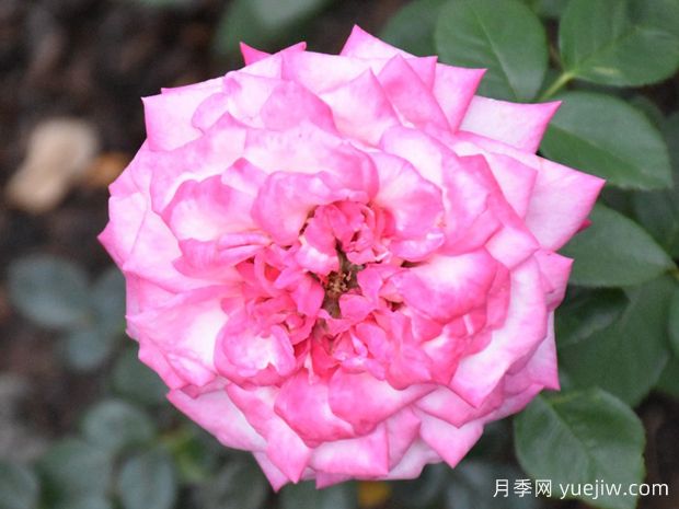 嘉年华月季(粉)(图1) 嘉年华月季(粉)(图1)