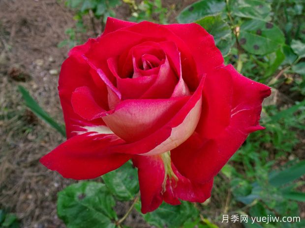 嘉年华月季(红黄)(图1) 嘉年华月季(红黄)(图1)