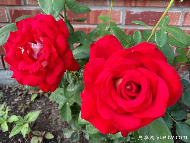 嘉年华月季(红黄)(图2) 嘉年华月季(红黄)(图2)