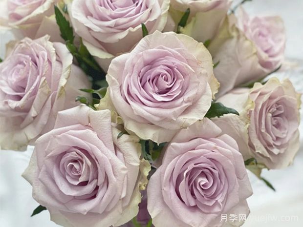 海洋之谜月季(图1)