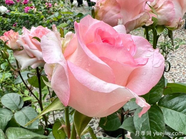 林荫大道月季/林阴大道(图1) 林荫大道月季/林阴大道/武媚娘(图1)