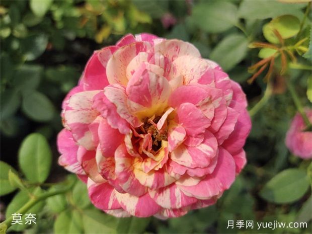 十大勤花月季品种,一年四季花开不断(图2) 推荐十大勤花月季品种,一年四季花开不断(图2)