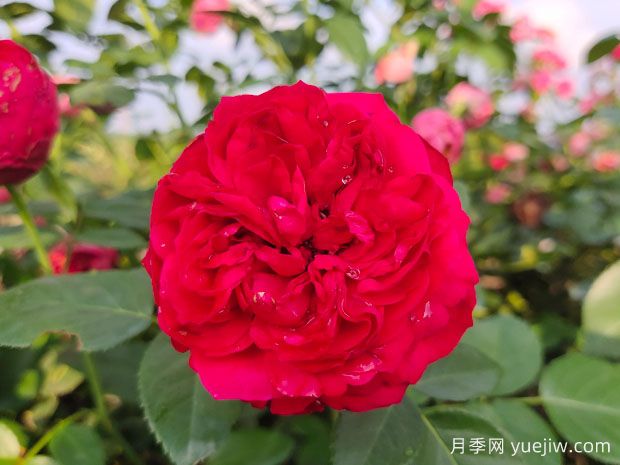 月季的耐热三宝，夏天随便养，开花时美到爆(图2)