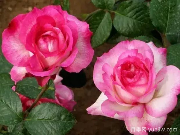 国月10款杂交香水品种介绍,听说过吗?(图1) 国月10款杂交香水品种介绍,听说过吗?(图1)