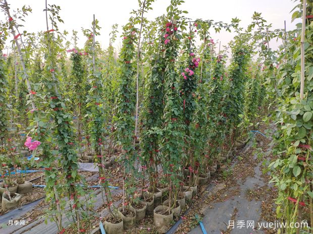 1.8米高安吉拉爬藤月季美化山西校园花墙(图2) 2米高安吉拉爬藤月季美化山西校园花墙(图2)