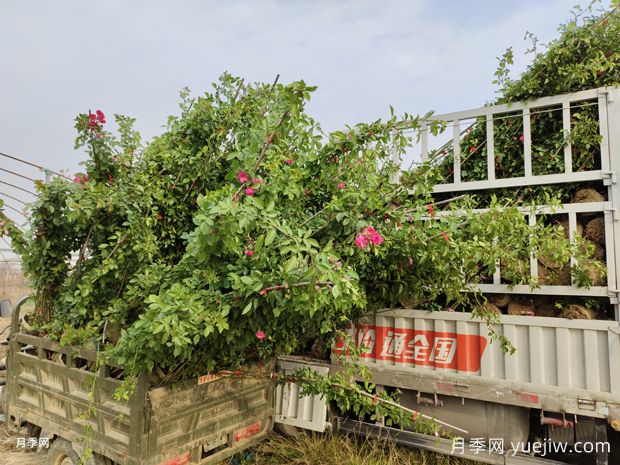 1.8米高安吉拉爬藤月季美化山西校园花墙(图1) 2米高安吉拉爬藤月季美化山西校园花墙(图1)