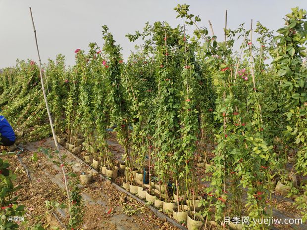 1.8米高安吉拉爬藤月季美化山西校园花墙(图3) 2米高安吉拉爬藤月季美化山西校园花墙(图3)