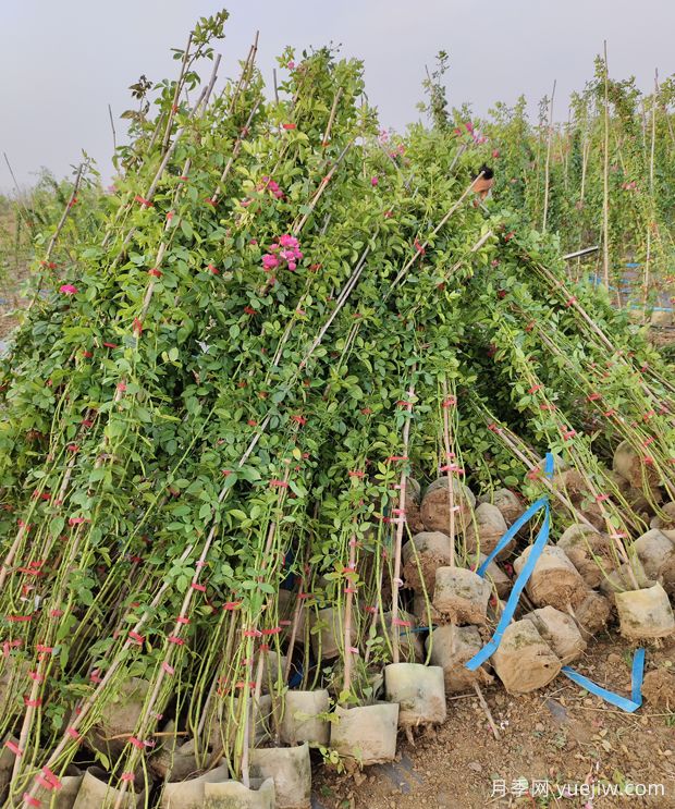 1.8米安吉拉藤本爬藤花墙月季批发价格(图3) 1.8米安吉拉藤本爬藤花墙月季批发价格(图3)